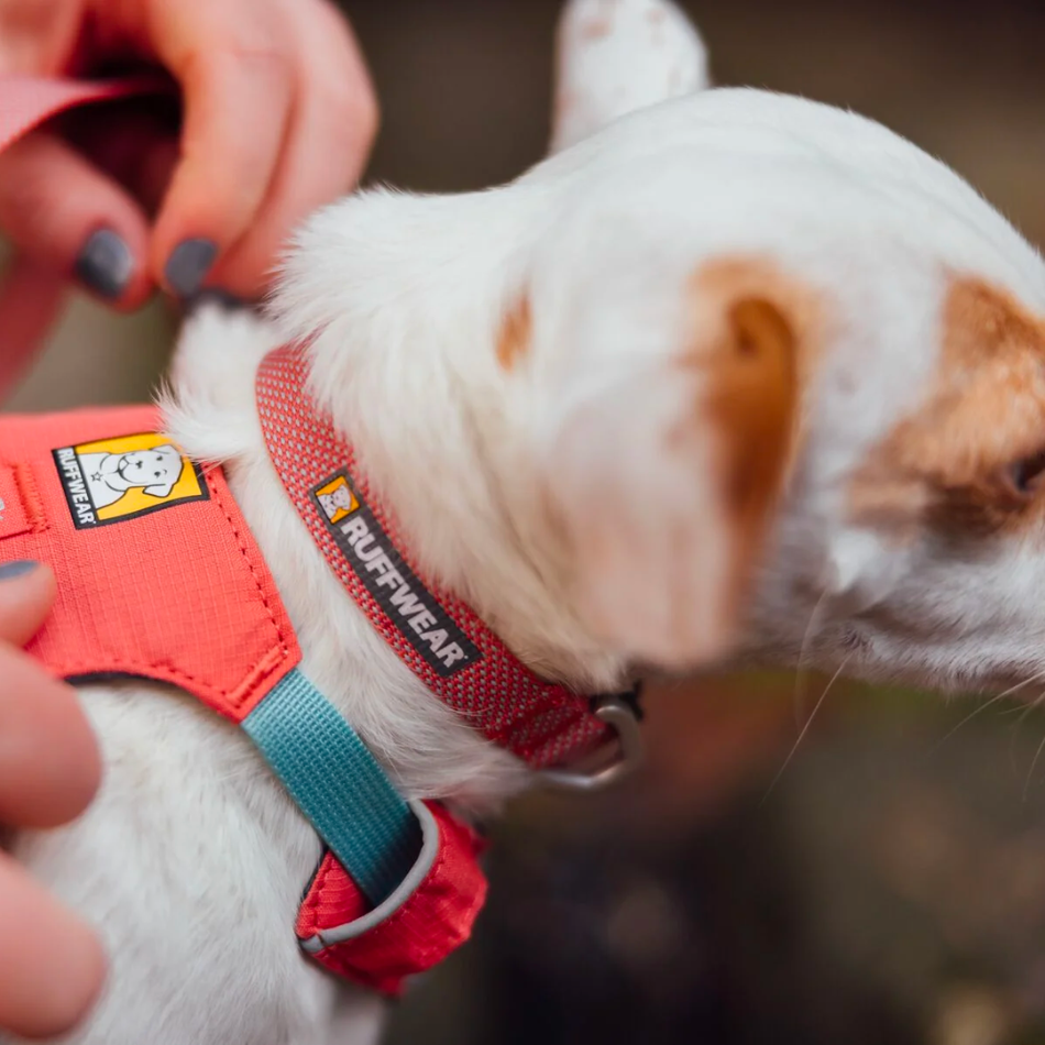 Collar Hi & Ligh Salmon Pink