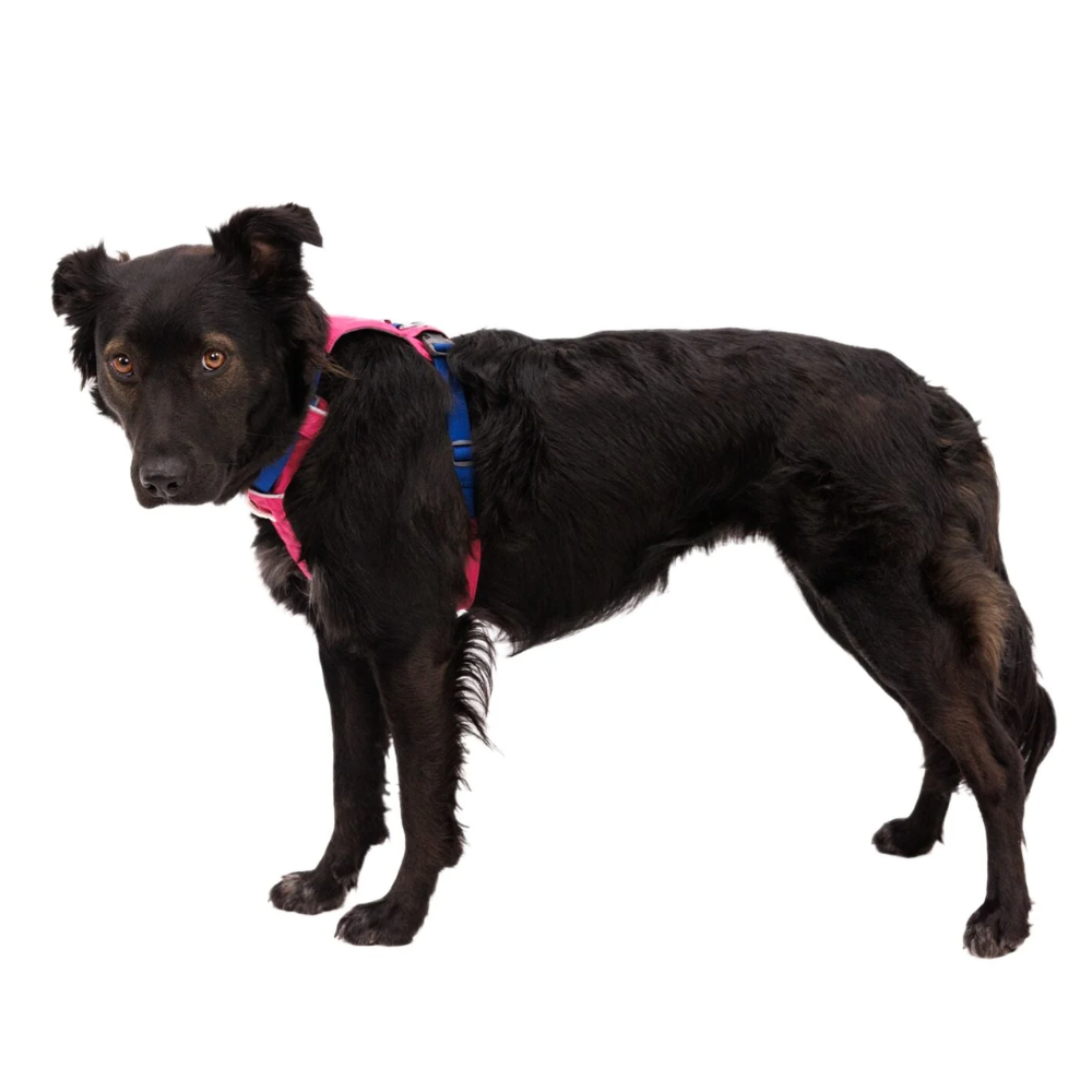 Pechera para perro Ruffwear México