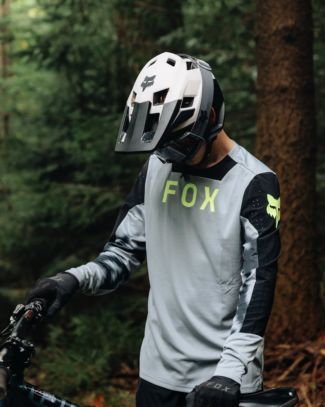 jersey fox juvenil